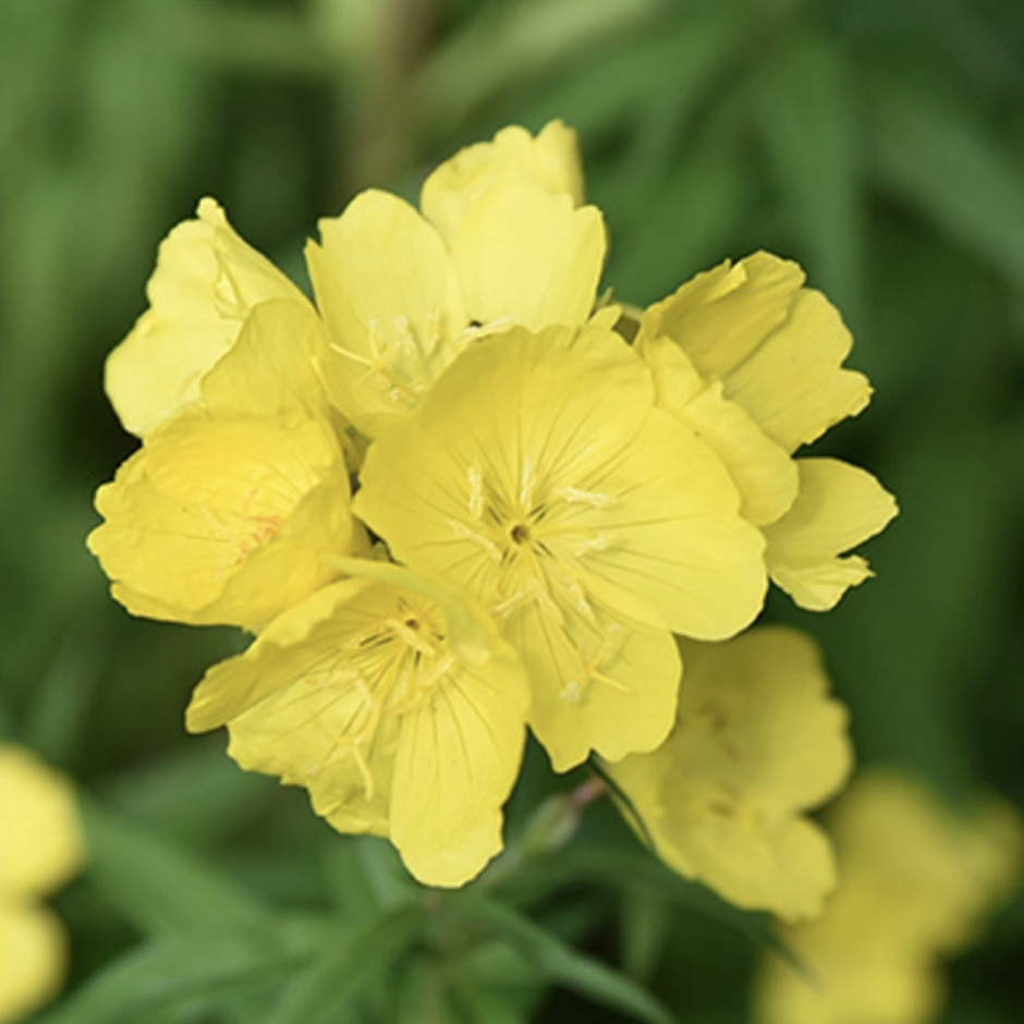 flor amarilla